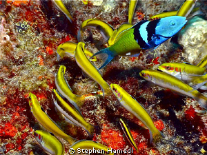 Male Bluehead Wrasse with female harem by Stephen Hamedl 